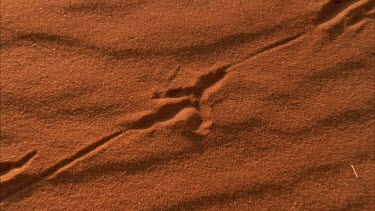 beautiful tracks on rippled pattern on red sand bird of some sort raptortilt down