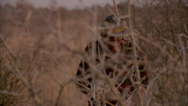 bushman aims and fires with bow and arrow