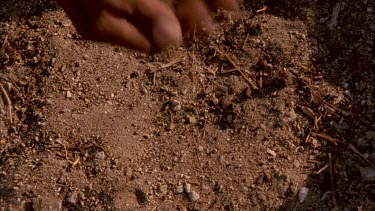 larvae of Diamphidium beetle dropped onto ground