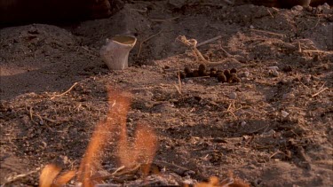 bushman places arrow near fire to harden freshly wrapped twine around arrow shaft