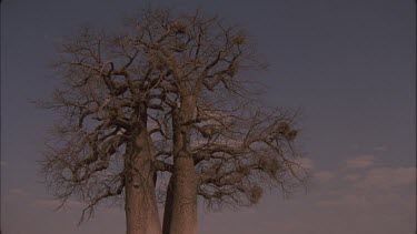 baobab tree with weaver nests in