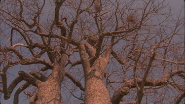 baobab tree with weaver nests in