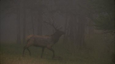 elk trotting through misty forest