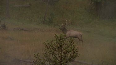 male elk walking through misty landscape he turns to look at the camera.