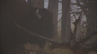 buffalo scratching himself on branch of tree, mist.