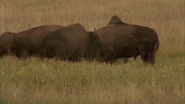 buffalo rutting, locking horns, at edge of lake