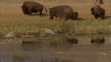 buffalo grazing at edge of lake