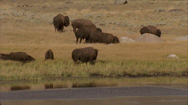 buffalo grazing at edge of lake