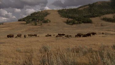 buffalo grazing with dark storm clouds over