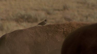 bird riding on buffalo back, dust blowing