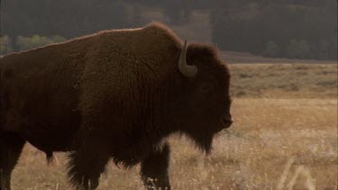 male buffalo walks left to right