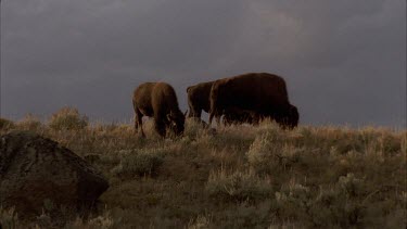 three buffalo grazing on a hill against a dark background