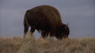 buffalo grazing against blue background