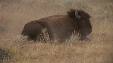 buffalo rolling in dust gets up and walks