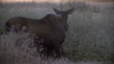 female moose, no antlers, browsing