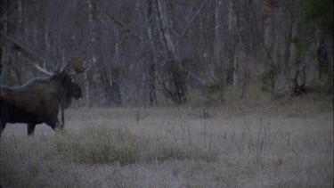 moose with large antlers snorting, see breath