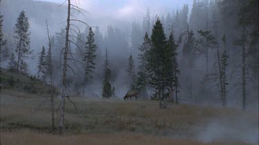 female elk grazing in misty forest landscape
