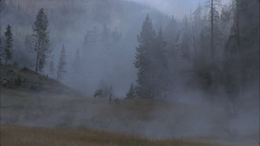 elk grazing in misty forest landscape
