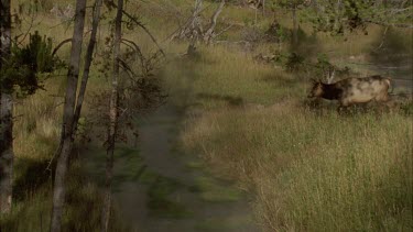 *female elk walking through creek, beautiful shot