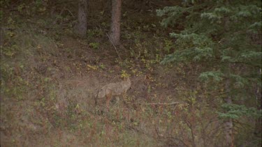 fox walks into forest