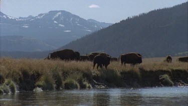 *buffalo grazing at rivers edge, snow covered peaks in background