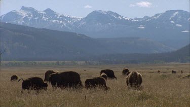 *buffalo grazing in valley with snow covered peaks in background