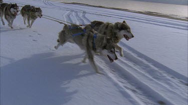 husky dogs leading the sleigh shot in slow motion