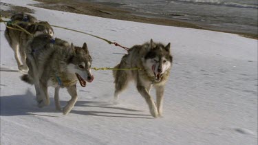 Huskies leading sleigh with water ocean or lake in background