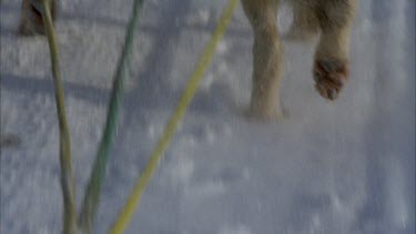 man riding sleigh pulled by huskies, slo mo.