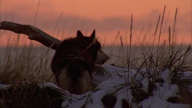 Husky in silhouette howling