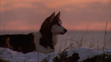 Husky in silhouette howling