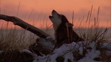 Husky in silhouette howling