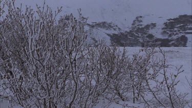 Inuit's walking up hill towards camera in snow covered surroundings