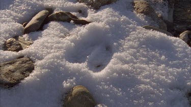 pan across waters edge. Water lapping over icy river bank, pebbles stick through the ice and snow.