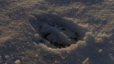 snowy path with animal tracks and tire tracks from buggy wheels