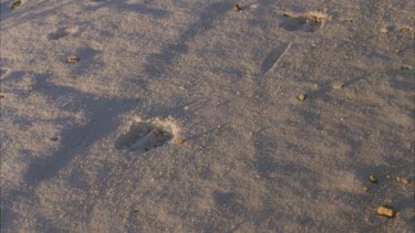 CU animal hoof print in snow, pan out to MS of it surrounded by tire markings in snow