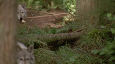 grey wolf looks around, walks behind bushes and disappears behind a tree