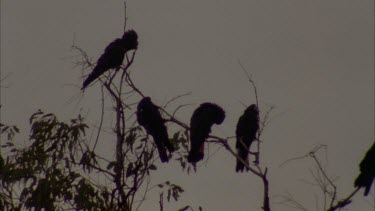 Silhouette of Cockatoos in tree at dusk