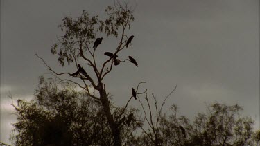 Silhouette of Cockatoos in tree at dusk