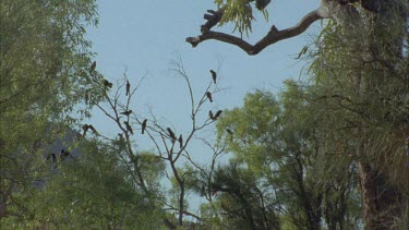 another Aboriginal elder eating kangaroo with ochre cloth wrapped around head.