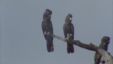 flock of cockatoos in leafless tree top, all fly off leaving tree barren