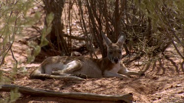 CU kangaroo half asleep in shade