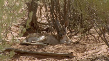 CU kangaroo half asleep in shade