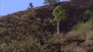 man walking across the dry bush landscape up hill.