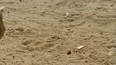 CU dogs paws on the dirt ground, and head sniffing ground