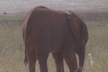 herd of elephants grazing