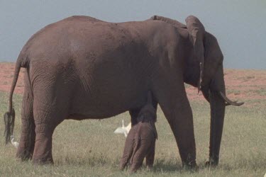 MWS of calf walking at the legs of adult elephant, then calf uses trunk to reach up to mothers body to suckle.