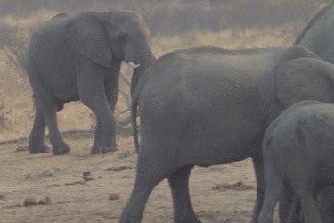 Herd of elephants with young drinking from a small patch of water