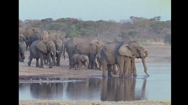 WS pan to MS of large pack of elephants arriving at lake, drinking water edge
