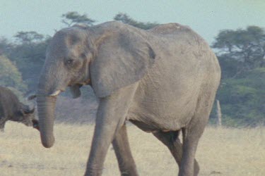 herd of elephants using trunks to drink.